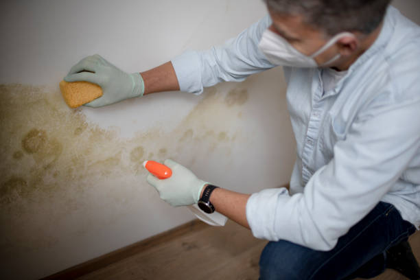 Best Mold Damage Repair  in Sturgis, KY