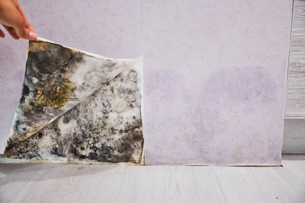 Best Attic Mold Removal  in Sturgis, KY